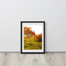 Load image into Gallery viewer, Flamboyan Cabo Rojo Framed Poster – Original Puerto Rican Photography by Lucid Imaging