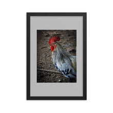 Load image into Gallery viewer, ROOSTER POSTER FRAMED PHOTOGRAPH