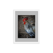Load image into Gallery viewer, ROOSTER POSTER FRAMED PHOTOGRAPH