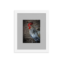 Load image into Gallery viewer, ROOSTER POSTER FRAMED PHOTOGRAPH
